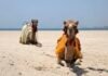 Best Island Escapes You Can Drive To